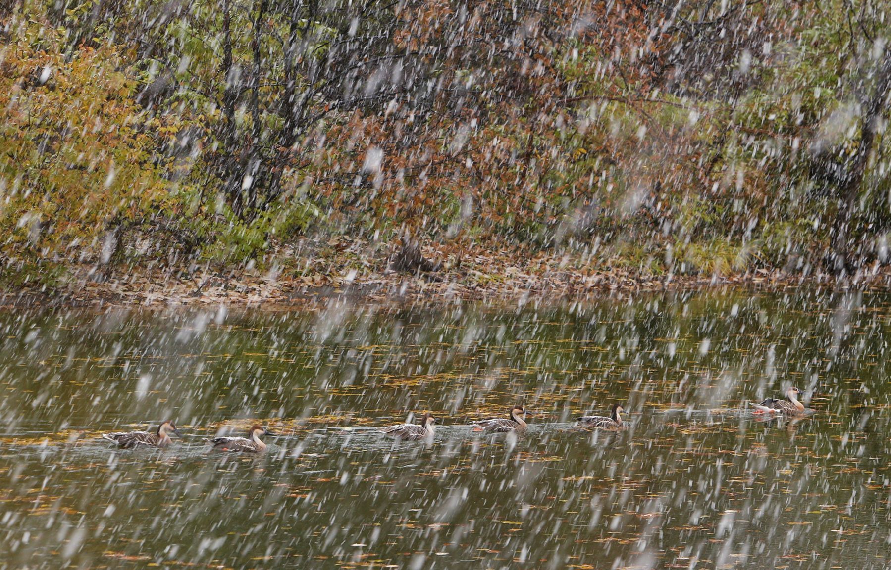 First snow covers the Zoo